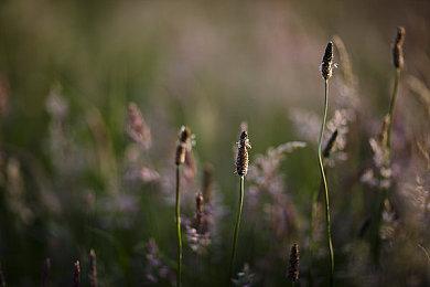 新一期NS会员试玩同乐会 《机甲战魔》免费游玩
